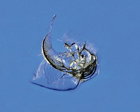 Kosten sparen: Wie Sie einen Steinschlag eigenständig reparieren können