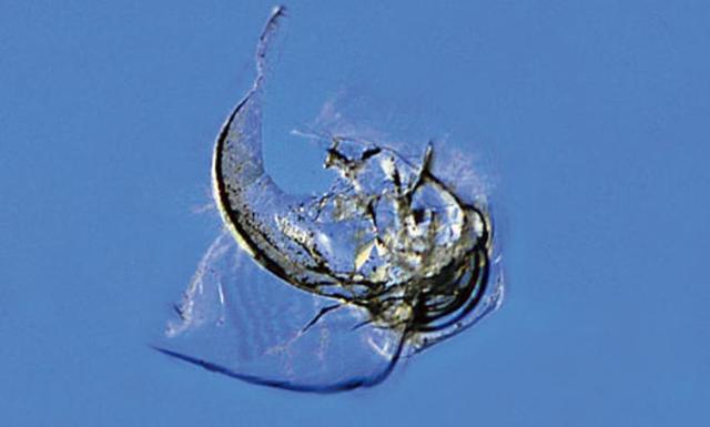 Steinschlag selbst reparieren: Tipps und Anleitung für eine schnelle Lösung