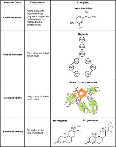 Steroide: Grundbausteine von Hormonen und Zellmembranen Steroide: Grundbausteine von Hormonen und Zellmembranen