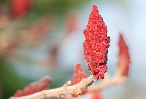 Qualitätsmerkmale und Lagerungstipps für Sumach-Gewürz