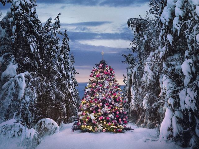 Christbaumzucht statt Wald: Warum Sie Ihren Weihnachtsbaum lieber selbst schlagen sollten Christbaumzucht statt Wald: Warum Sie Ihren Weihnachtsbaum lieber selbst schlagen sollten