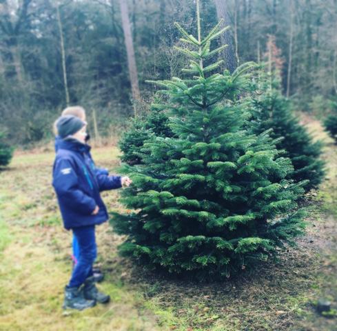 Tannenbaum selber schlagen: Frische und Spaß für die ganze Familie 