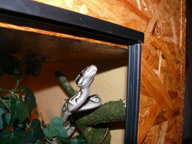 Terrarium selber bauen: Praktische Bauanleitungen und Tipps für Bastler Terrarium selber bauen: Praktische Bauanleitungen und Tipps für Bastler