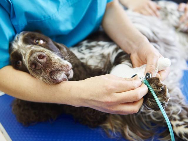 Tierleiden beenden: Warum die Einschläferung nur vom Tierarzt erfolgen sollte Tierleiden beenden: Warum die Einschläferung nur vom Tierarzt erfolgen sollte