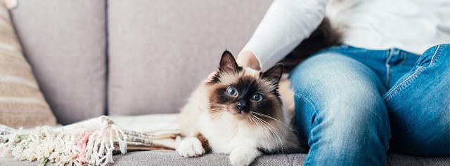 Allergisch auf Katzen? Diese Maßnahmen helfen dir, den Kontakt zu minimieren