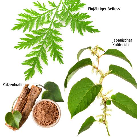 Borreliose und Ernährung: Wie eine pflanzenbasierte Ernährungsweise helfen kann Borreliose und Ernährung: Wie eine pflanzenbasierte Ernährungsweise helfen kann