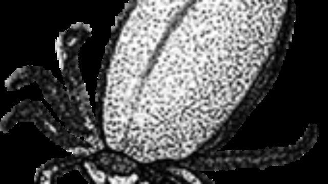 Hitzeempfindliche Borrelien: Saunieren als mögliche Therapieoption Hitzeempfindliche Borrelien: Saunieren als mögliche Therapieoption