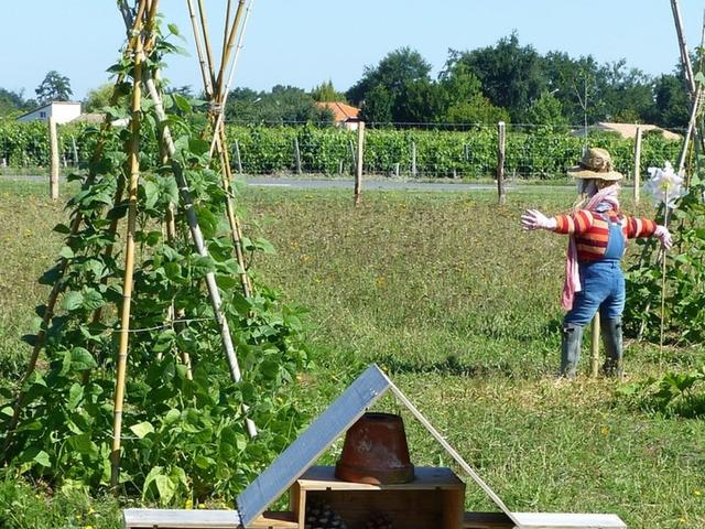 Tomaten Rankhilfe selber bauen Kreative Anleitungen Sieu Thi Do Noi That