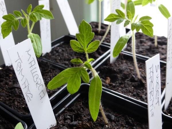 Aus Tomatenscheiben neue Pflanzen gewinnen: Die Schritt-für-Schritt Anleitung Aus Tomatenscheiben neue Pflanzen gewinnen: Die Schritt-für-Schritt Anleitung