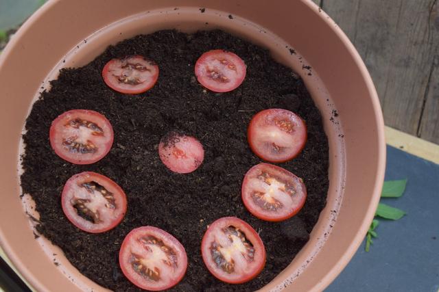 Upcycling im Garten: Alte Tomatenscheiben werden zu neuen Pflanzen Upcycling im Garten: Alte Tomatenscheiben werden zu neuen Pflanzen