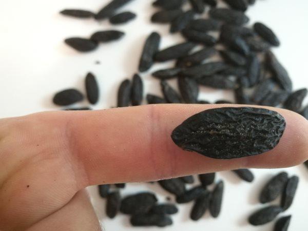 Alles über die Tonkabohne: Herkunft, Verwendung und Wirkung Alles über die Tonkabohne: Herkunft, Verwendung und Wirkung