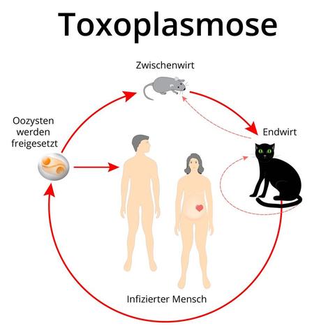 Prävention von Toxoplasma-Infektionen: Tipps zur Hygiene und Lebensmittelverarbeitung Prävention von Toxoplasma-Infektionen: Tipps zur Hygiene und Lebensmittelverarbeitung