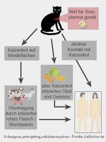Toxoplasma: Eine häufige Infektionskrankheit und ihre Ursachen Toxoplasma: Eine häufige Infektionskrankheit und ihre Ursachen