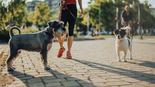 Effektive Trainingsstrategien: Wie du deinem Hund beibringst, andere Hunde zu ignorieren Effektive Trainingsstrategien: Wie du deinem Hund beibringst, andere Hunde zu ignorieren