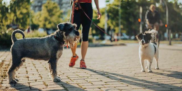 Trainingsmethoden: Wie bringe ich meinem Hund bei, andere Hunde zu ignorieren? Trainingsmethoden: Wie bringe ich meinem Hund bei, andere Hunde zu ignorieren?