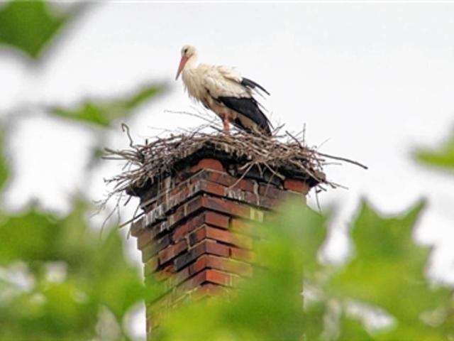Von Tod und Neuanfang: Das Leben der Störche nach dem Tod eines Elternteils Von Tod und Neuanfang: Das Leben der Störche nach dem Tod eines Elternteils