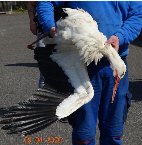 Trauerbewältigung bei Störchen: Was passiert, wenn ein Storch stirbt? Trauerbewältigung bei Störchen: Was passiert, wenn ein Storch stirbt?