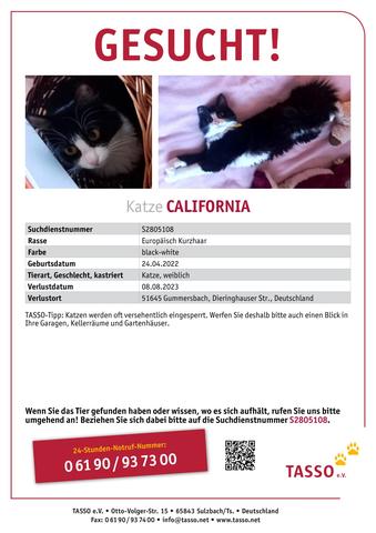 Vermisstenmeldung über Tasso: Helfen Sie uns, vermisste Tiere wiederzufinden Vermisstenmeldung über Tasso: Helfen Sie uns, vermisste Tiere wiederzufinden