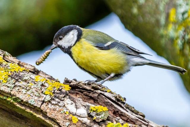 Auf der Suche nach Antworten: Warum sterben Meisen in ihren Brutstätten?