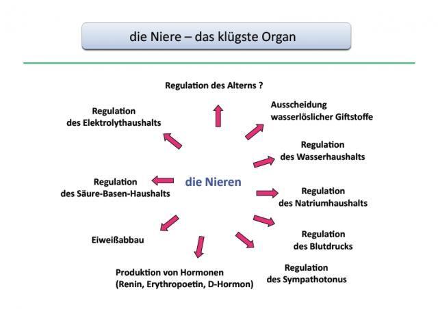 Ursachen für Nierenschäden: Risikofaktoren und Auslöser im Überblick Ursachen für Nierenschäden: Risikofaktoren und Auslöser im Überblick