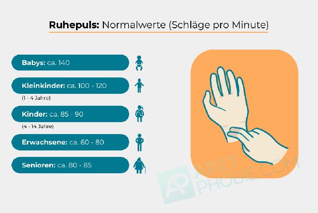 Schilddrüse als möglicher Auslöser für einen hohen Puls bei normalem Blutdruck Schilddrüse als möglicher Auslöser für einen hohen Puls bei normalem Blutdruck