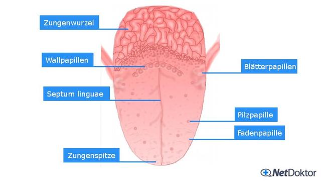 Tipps zur Behandlung von Mundgeruch, der durch Magenprobleme verursacht wird Tipps zur Behandlung von Mundgeruch, der durch Magenprobleme verursacht wird