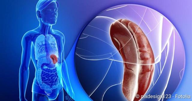 Beschwerden und Diagnose einer Splenomegalie links unter den Rippen Beschwerden und Diagnose einer Splenomegalie links unter den Rippen