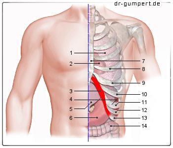 Mögliche Erkrankungen, die zu einer vergrößerten Milz links unter den Rippen führen können Mögliche Erkrankungen, die zu einer vergrößerten Milz links unter den Rippen führen können