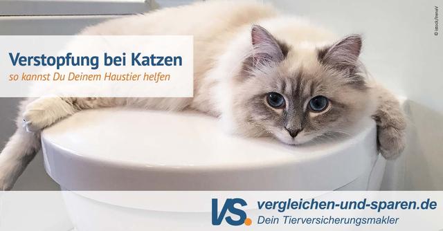 Tipps zur Behandlung von Verstopfung bei Katzen Tipps zur Behandlung von Verstopfung bei Katzen