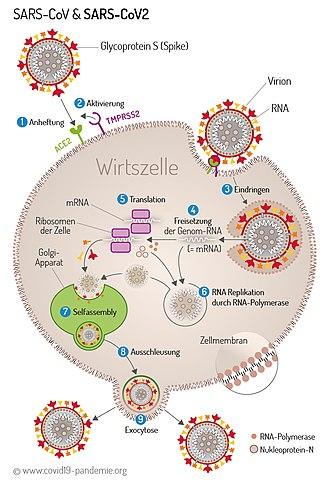 Die Rolle von Wirtszellen bei der Vermehrung von Viren: Ein tiefer Einblick in den Reproduktionsprozess Die Rolle von Wirtszellen bei der Vermehrung von Viren: Ein tiefer Einblick in den Reproduktionsprozess