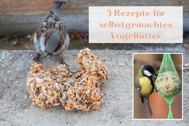 Selbstgemachtes Vogelfutter: Welche Fette sind die besten Zutaten? Selbstgemachtes Vogelfutter: Welche Fette sind die besten Zutaten?
