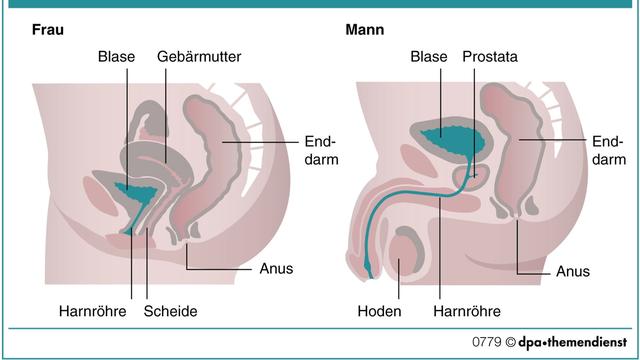 Honeymoon-Zystitis: Warum treten Blasenentzündungen häufiger bei einem neuen Partner auf? Honeymoon-Zystitis: Warum treten Blasenentzündungen häufiger bei einem neuen Partner auf?
