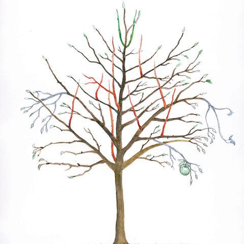 Tipps zum richtigen Zeitpunkt für den Schnitt von Apfelbäumen Tipps zum richtigen Zeitpunkt für den Schnitt von Apfelbäumen