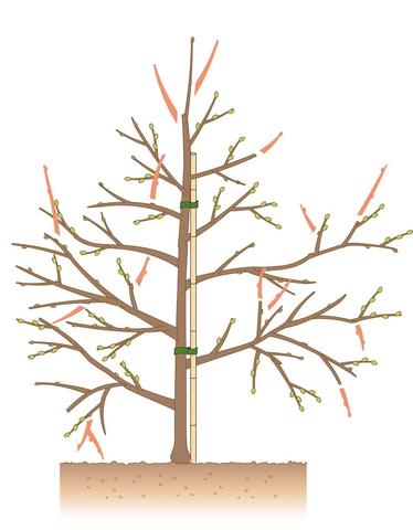 Zu welcher Jahreszeit sollten Apfelbäume geschnitten werden?