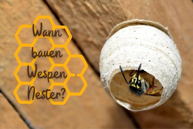 Wespennestbau: Wann beginnen Wespen mit dem Bau ihres Nests? Wespennestbau: Wann beginnen Wespen mit dem Bau ihres Nests?