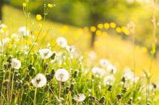 Frühlingsanfang 2023: Markieren Sie sich das Datum für den Start des Frühlings Frühlingsanfang 2023: Markieren Sie sich das Datum für den Start des Frühlings