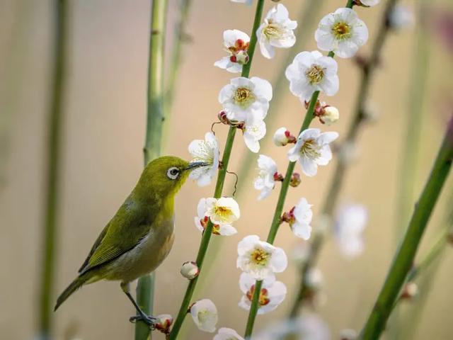 Der Frühling naht: Erfahren Sie das genaue Datum für den Frühlingsbeginn 2023 Der Frühling naht: Erfahren Sie das genaue Datum für den Frühlingsbeginn 2023