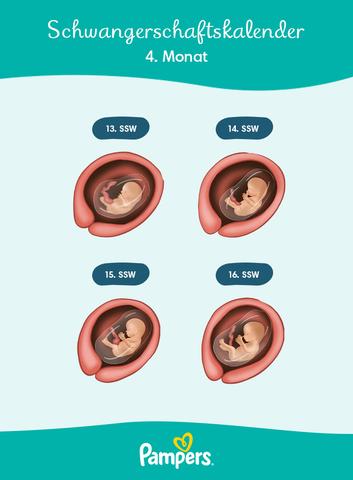 Wann beginnt die Phase der Hochschwangerschaft? - Alle wichtigen Fakten