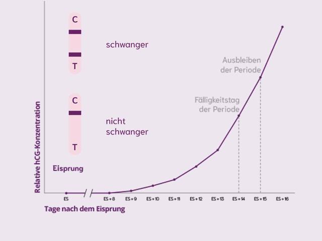 Wann setzt die Produktion von HCG während einer Schwangerschaft ein? Wann setzt die Produktion von HCG während einer Schwangerschaft ein?