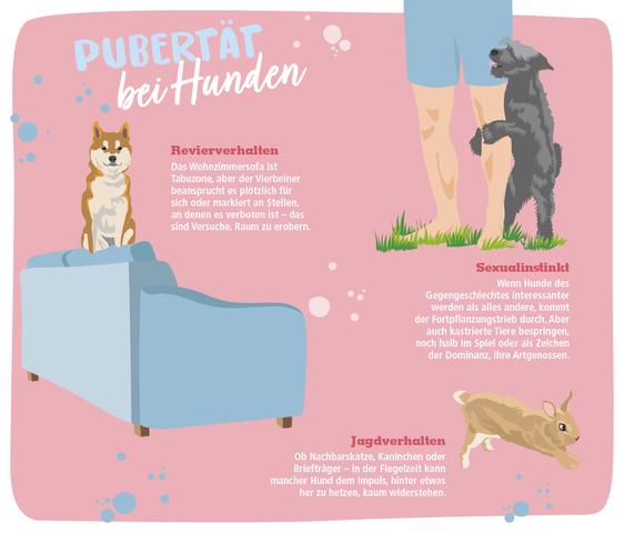 Alles über die zweite Pubertät bei Hunden: Wann beginnt sie und wie lange dauert sie? Alles über die zweite Pubertät bei Hunden: Wann beginnt sie und wie lange dauert sie?