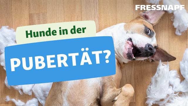 Der Beginn der zweiten Pubertät bei Hunden: Was Sie wissen sollten Der Beginn der zweiten Pubertät bei Hunden: Was Sie wissen sollten