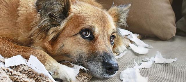 Hunde in der Pubertät: Ab wann beginnt die zweite Phase der hormonellen Veränderungen? Hunde in der Pubertät: Ab wann beginnt die zweite Phase der hormonellen Veränderungen?