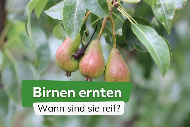 Birnen ernten: So bestimmen Sie die Genussreife