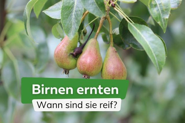 Birnen richtig ernten: Tipps und Tricks für eine erfolgreiche Ernte
