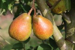 Wann Birnen ernten? Tipps zur richtigen Erntezeit