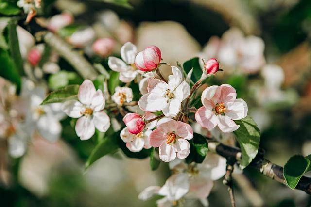 Die magische Zeit der Apfelbaumblüte: Wann kann man sie erwarten? Die magische Zeit der Apfelbaumblüte: Wann kann man sie erwarten?