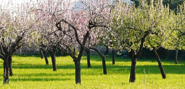Der Duft des Frühlings: Wann blühen die Mandelbäume auf Mallorca? Der Duft des Frühlings: Wann blühen die Mandelbäume auf Mallorca?