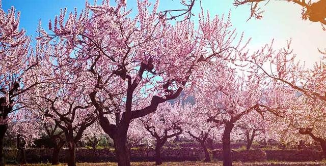 Mandelblüte auf Mallorca: Wann ist die beste Zeit, um sie zu erleben? Mandelblüte auf Mallorca: Wann ist die beste Zeit, um sie zu erleben?