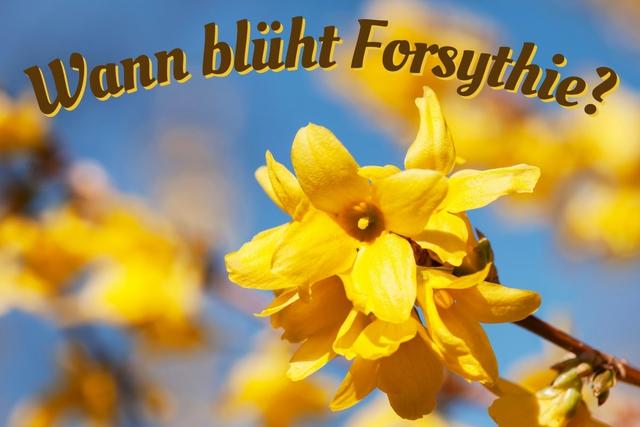 Frühlingsboten im Jahr 2023: Wann beginnt die Forsythienblüte? Frühlingsboten im Jahr 2023: Wann beginnt die Forsythienblüte?