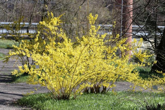 Forsythienblüte 2023: Wann erstrahlen die gelben Blüten? Forsythienblüte 2023: Wann erstrahlen die gelben Blüten?